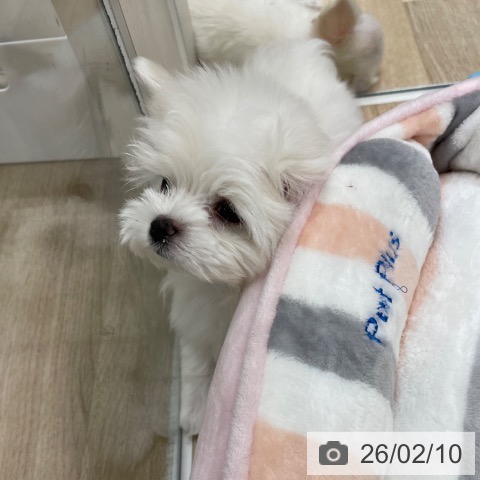 マルチーズの写真