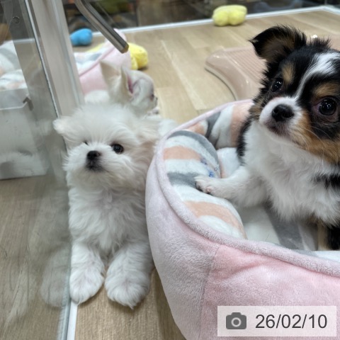 マルチーズの写真