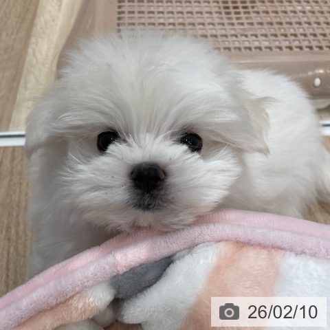 マルチーズの写真