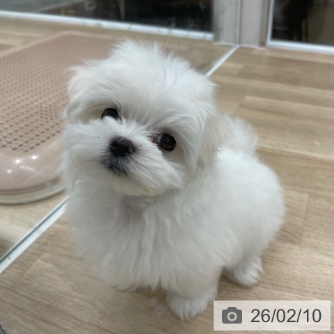 マルチーズの写真