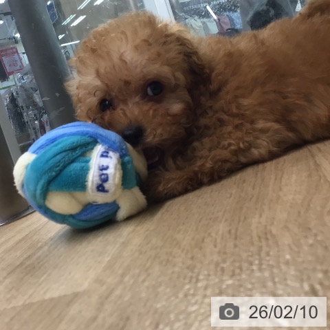 宮崎県のトイプードル(トイ) (ペットプラス 宮崎店/2025年12月6日生まれ/男の子/レッドフォーン)の子犬の3枚目の画像