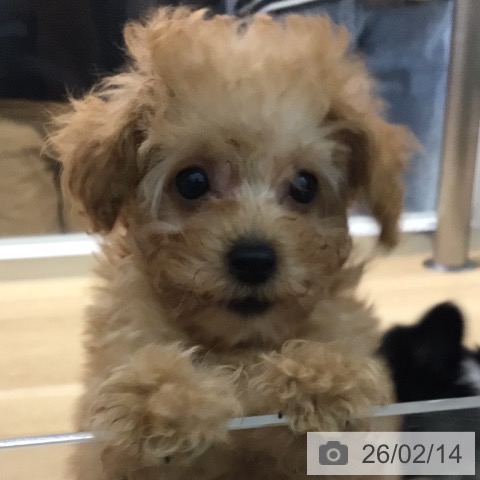 宮崎県のトイプードル(トイ) (ペットプラス 宮崎店/2025年12月6日生まれ/男の子/レッドフォーン)の子犬の4枚目の画像