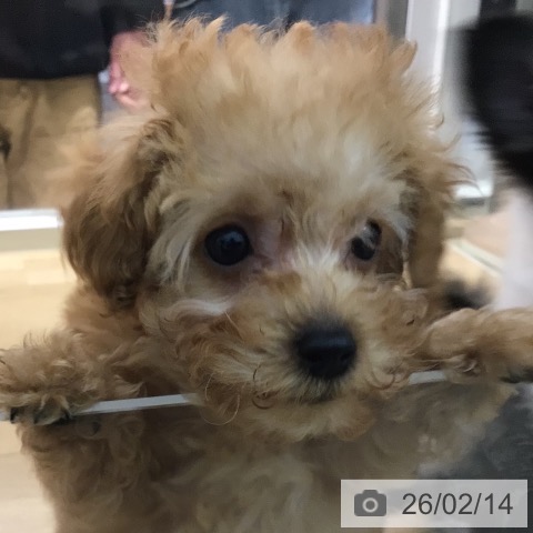 宮崎県のトイプードル(トイ) (ペットプラス 宮崎店/2025年12月6日生まれ/男の子/レッドフォーン)の子犬の3枚目の画像