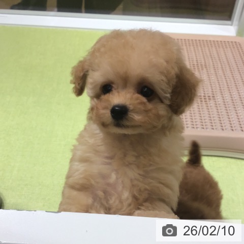 トイ・プードルの写真