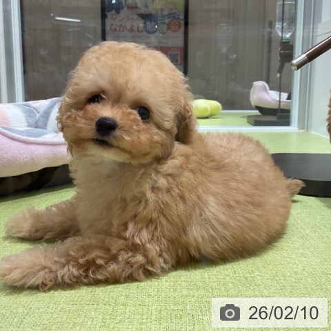 福岡県のトイプードル(トイ) (ペットプラス 福岡店/2025年12月6日生まれ/男の子/オレンジフォーン)の子犬の4枚目の画像