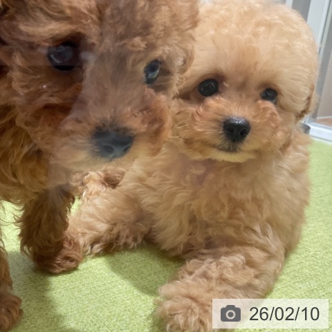 福岡県のトイプードル(トイ) (ペットプラス 福岡店/2025年12月6日生まれ/男の子/オレンジフォーン)の子犬の3枚目の画像