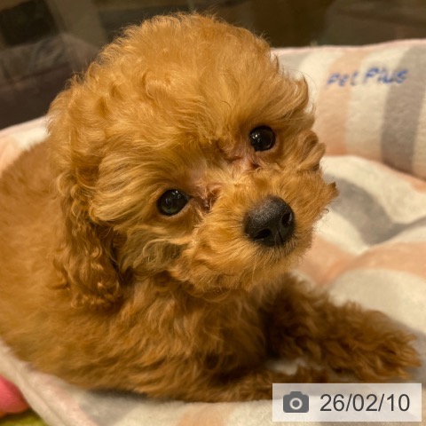 福岡県のトイプードル(トイ) (ペットプラス MARK IS 福岡ももち店/2025年12月6日生まれ/女の子/レッドフォーン)の子犬の3枚目の画像