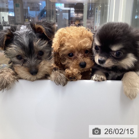 福岡県のトイプードル(トイ) (ペットプラス MARK IS 福岡ももち店/2025年12月6日生まれ/女の子/レッドフォーン)の子犬の3枚目の画像