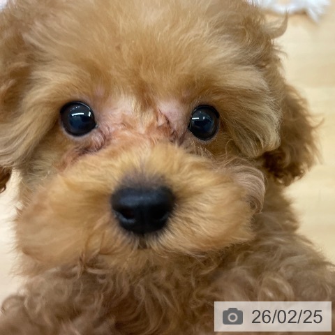 福岡県のトイプードル(トイ) (ペットプラス MARK IS 福岡ももち店/2025年12月6日生まれ/女の子/レッドフォーン)の子犬の3枚目の画像