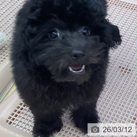 福岡県のトイプードル(トイ) (ペットプラス MARK IS 福岡ももち店/2025年12月10日生まれ/男の子/ブラック)の子犬の4枚目の画像