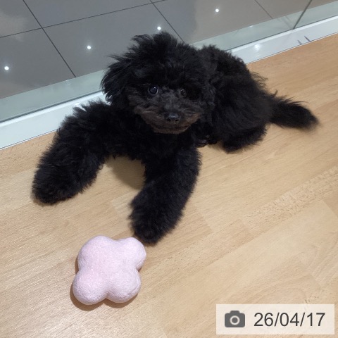 鹿児島県のトイプードル(トイ) (ペットプラス 姶良店/2025年12月10日生まれ/男の子/ブラック)の子犬の4枚目の画像