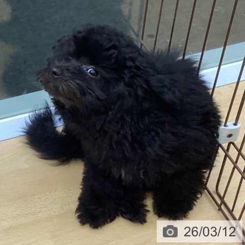 福岡県のトイプードル(トイ) (ペットプラス MARK IS 福岡ももち店/2025年12月10日生まれ/男の子/ブラック)の子犬の3枚目の画像