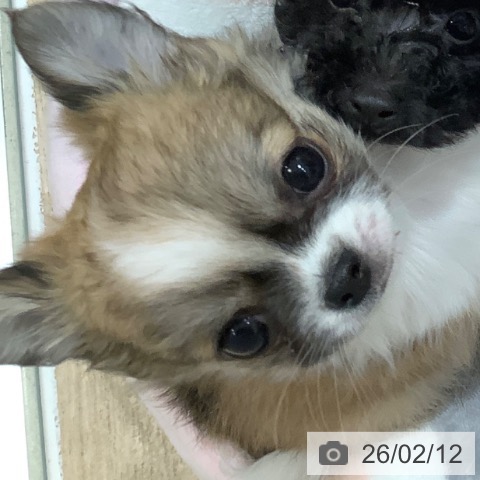 福岡県のチワワ(ロング) (ペットプラス 香椎浜店/2025年12月10日生まれ/男の子/フォーンホワイト)の子犬の4枚目の画像