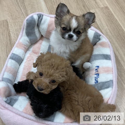 福岡県のチワワ(ロング) (ペットプラス 香椎浜店/2025年12月10日生まれ/男の子/フォーンホワイト)の子犬の3枚目の画像