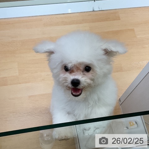 ビション・フリーゼの写真