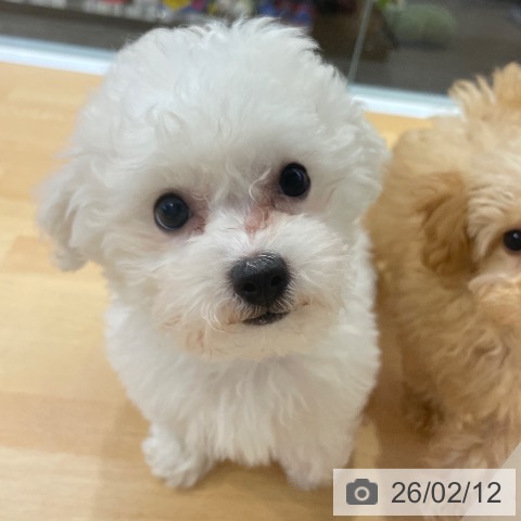 福岡県のビションフリーゼ (ペットプラス 福岡店/2025年11月19日生まれ/女の子/ホワイト)の子犬の4枚目の画像