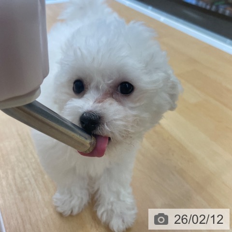 福岡県のビションフリーゼ (ペットプラス MARK IS 福岡ももち店/2025年11月19日生まれ/女の子/ホワイト)の子犬の4枚目の画像