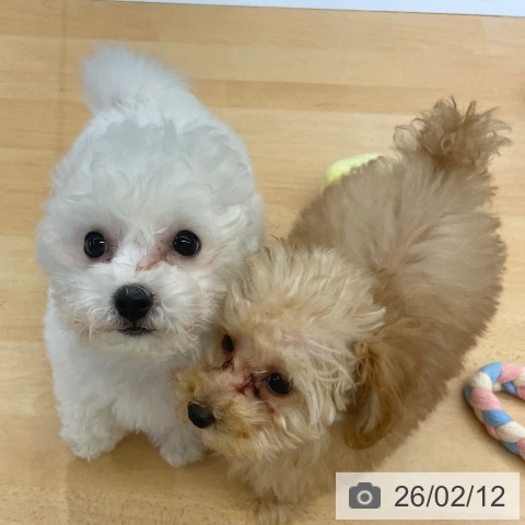 福岡県のビションフリーゼ (ペットプラス MARK IS 福岡ももち店/2025年11月19日生まれ/女の子/ホワイト)の子犬の3枚目の画像