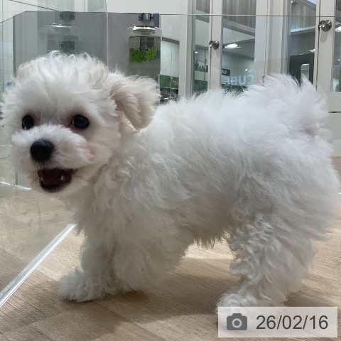 ビション・フリーゼの写真