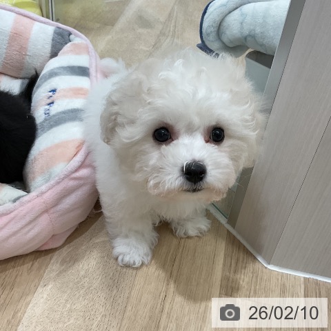 福岡県のビションフリーゼ (ペットプラス 香椎浜店/2025年11月19日生まれ/女の子/ホワイト)の子犬の4枚目の画像