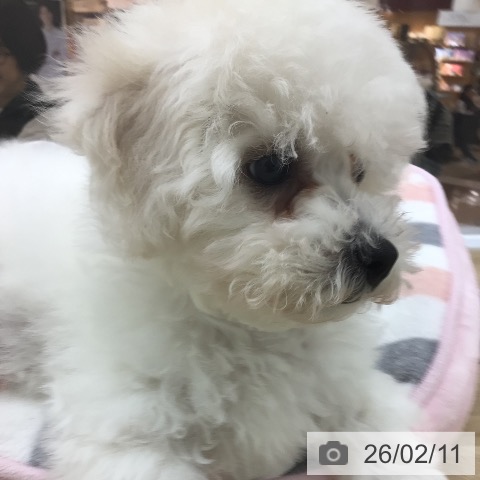 宮崎県のビションフリーゼ (ペットプラス 宮崎店/2025年11月19日生まれ/女の子/ホワイト)の子犬の4枚目の画像