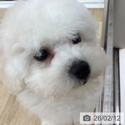 宮崎県のビションフリーゼ (ペットプラス 宮崎店/2025年11月19日生まれ/女の子/ホワイト)の子犬の3枚目の画像