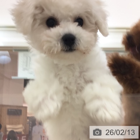 宮崎県のビションフリーゼ (ペットプラス 宮崎店/2025年11月19日生まれ/女の子/ホワイト)の子犬の4枚目の画像