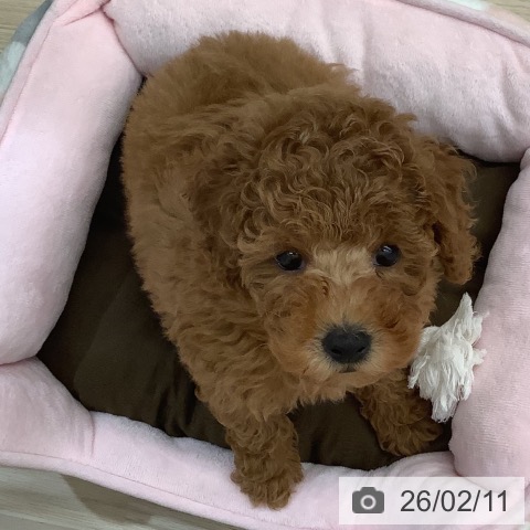 沖縄県のトイプードル(トイ) (ペットプラス 南風原店/2025年12月9日生まれ/男の子/レッド)の子犬の4枚目の画像