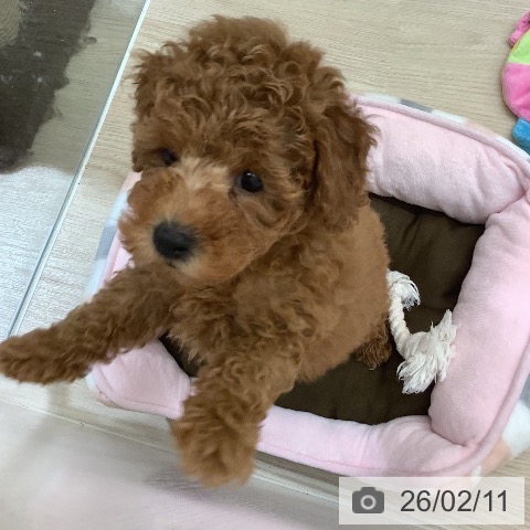 沖縄県のトイプードル(トイ) (ペットプラス 南風原店/2025年12月9日生まれ/男の子/レッド)の子犬の3枚目の画像