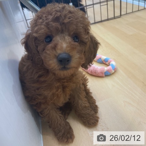 福岡県のトイプードル(トイ) (ペットプラス MARK IS 福岡ももち店/2025年12月9日生まれ/男の子/レッド)の子犬の4枚目の画像