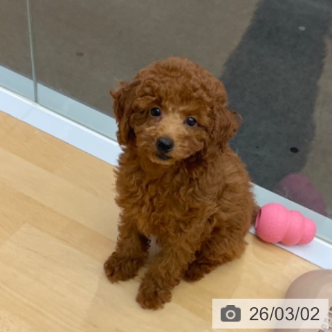 福岡県のトイプードル(トイ) (ペットプラス MARK IS 福岡ももち店/2025年12月9日生まれ/男の子/レッド)の子犬の4枚目の画像