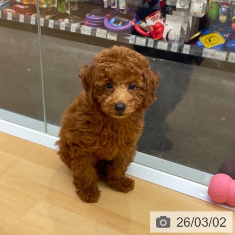 福岡県のトイプードル(トイ) (ペットプラス MARK IS 福岡ももち店/2025年12月9日生まれ/男の子/レッド)の子犬の3枚目の画像