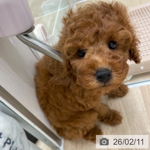 福岡県のトイプードル(トイ) (ペットプラス 八幡東店/2025年12月9日生まれ/女の子/レッド)の子犬の3枚目の画像
