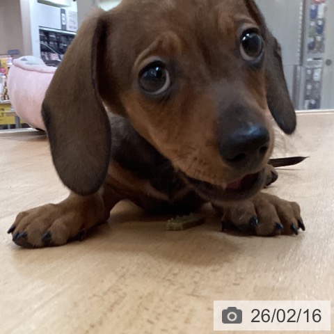 ミニチュア・ダックスフンドの写真