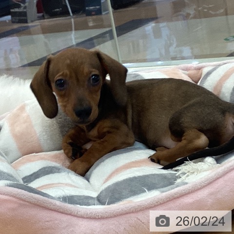 ミニチュア・ダックスフンドの写真