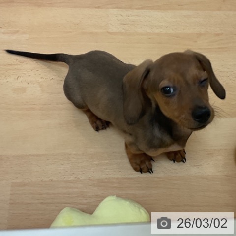 ミニチュア・ダックスフンドの写真