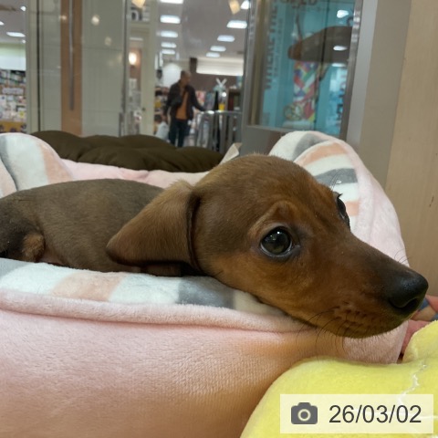 ミニチュア・ダックスフンドの写真