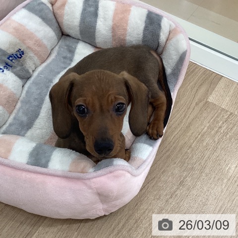 ミニチュア・ダックスフンドの写真