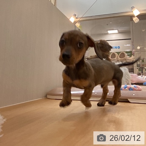 ミニチュア・ダックスフンドの写真