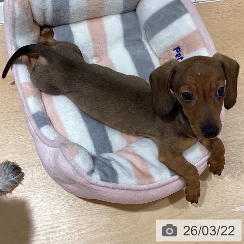 ミニチュア・ダックスフンドの写真