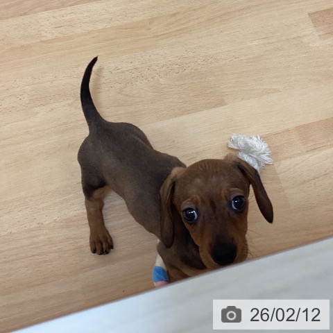 ミニチュア・ダックスフンドの写真