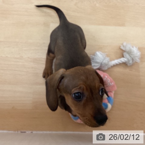 福岡県のミニチュアダックスフンド(ロング) (ペットプラス 福岡伊都店/2025年12月11日生まれ/男の子/レッド)の子犬の4枚目の画像