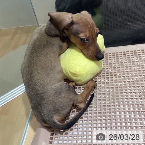 鹿児島県のミニチュアダックスフンド(ロング) (ペットプラス 姶良店/2025年12月11日生まれ/男の子/レッド)の子犬の4枚目の画像