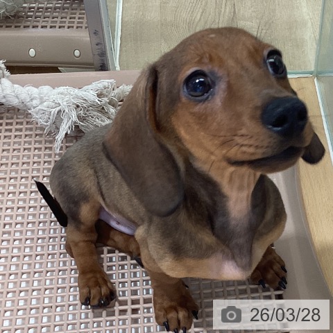 鹿児島県のミニチュアダックスフンド(ロング) (ペットプラス 姶良店/2025年12月11日生まれ/男の子/レッド)の子犬の3枚目の画像