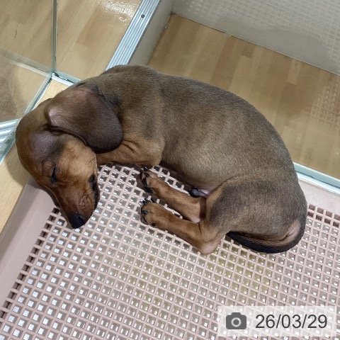 鹿児島県のミニチュアダックスフンド(ロング) (ペットプラス 姶良店/2025年12月11日生まれ/男の子/レッド)の子犬の3枚目の画像