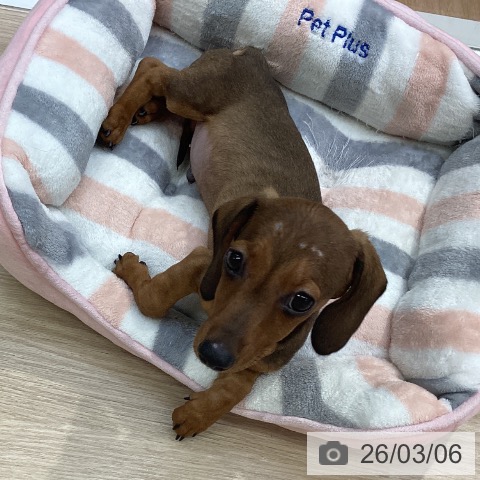 沖縄県のミニチュアダックスフンド(ロング) (ペットプラス 沖縄ライカム店/2025年12月11日生まれ/男の子/レッド)の子犬の3枚目の画像