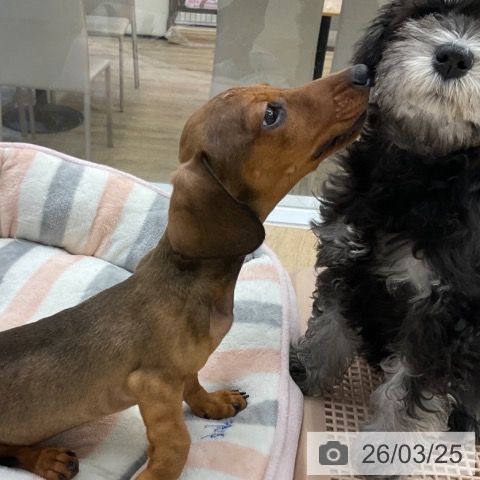 福岡県のミニチュアダックスフンド(ロング) (ペットプラス 小倉南店/2025年12月11日生まれ/男の子/レッド)の子犬の4枚目の画像