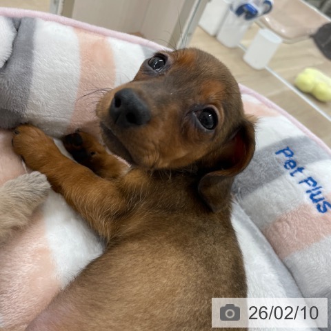 ミニチュア・ダックスフンドの写真