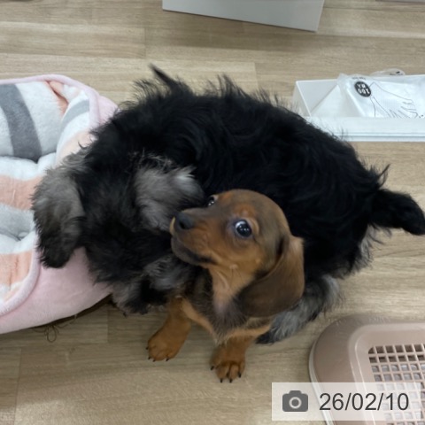 ミニチュア・ダックスフンドの写真