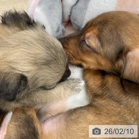 ミニチュア・ダックスフンドの写真